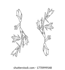 Vector hand draw illustration bellflower,  outline wild plant witn flowers and leaves for design and creativity