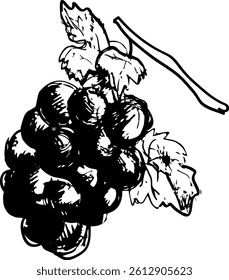 vector hand draw  illustration of a bunch of grapes	
