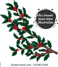 vector hand draw illustration holly, ilex branch with berry and leaves, mistletoe isolated on white background. Christmas, new year holiday celebration symbol. 