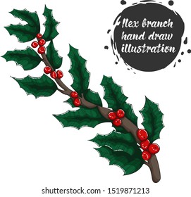 vector hand draw illustration holly, ilex branch with berry and leaves, mistletoe isolated on white background. Christmas, new year holiday celebration symbol. 