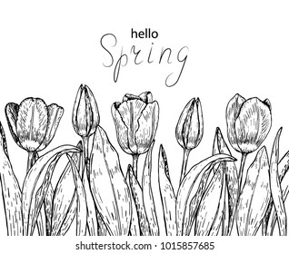 Vector hand draw illustration, sketch. Spring tulips, background with flowers.