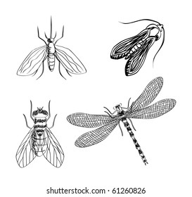 Vector hand draw insects