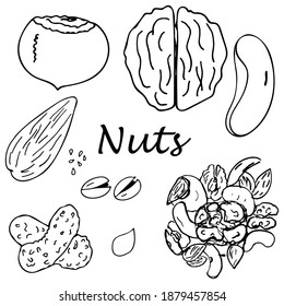 Vector hand draw nuts set with hazelnut, Walnut, almonds, pistachios, cashews, sesame seeds, peanuts, pumpkin seeds.