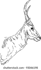 vector - Hand draw portrait of antelope impala