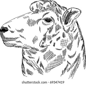 vector - hand draw portrait sheep isolated on background