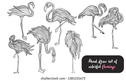 Vector hand draw set of flamingos in line. Line silhouette of tropical bird