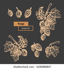 Vector hand draw set of hop branch with leaf and cone. Botanical sketch design. Realistic herb plant. Eco food Nature background Organic drink, beer Vintage illustration isolated on black background