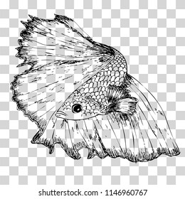 vector hand draw sketch of beta fish,  transparent background