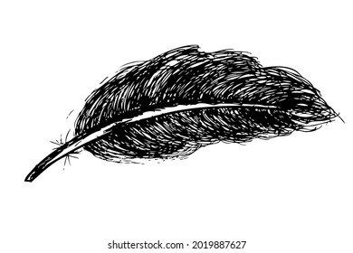 Vector hand draw sketch of black feather 

