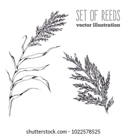 Vector hand draw sketch set with reeds. Water plant illustration. Black and white graphic art line.