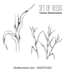 Vector hand draw sketch set with reeds. Water plant illustration. Black and white graphic art line.
