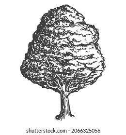 Vector hand draw tree isolated on white background. Botanical illustration in sketch style. Design element for branding organic healthy fresh food or market cover, banner, menu.