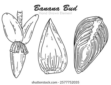 Vector Hand Drawing of Banana bud, Vegetables, asian, diet, nutrition, food, healthy, fresh