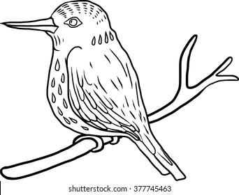 vector hand drawing bird, kingfisher at white background