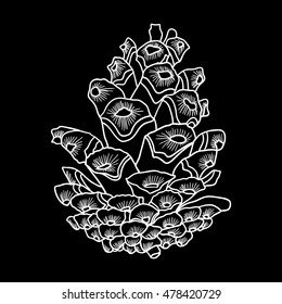 Vector hand drawing black and white realistic illustration of pine cone, fir cone with open shells.