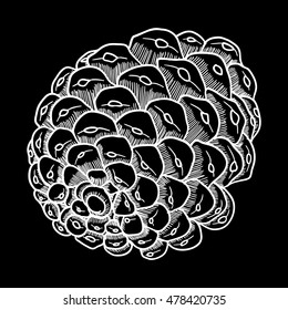 Vector hand drawing black and white realistic illustration of pine cone, fir cone with open shells.