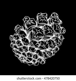 Vector hand drawing black and white realistic illustration of pine cone, fir cone with open shells.