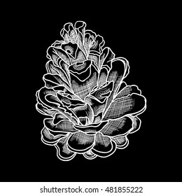 Vector hand drawing black and white realistic illustration of pine cone, fir with open shells.