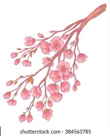 vector hand drawing - branch of sakura cherry blossoms with delicate pink flowers on white background