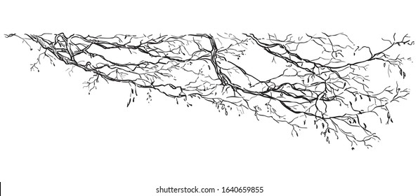 Vector hand drawing branch of tree in black color isolated on white background. Monochrome realistic  branch of tree in springtime. Image for design, cards. 