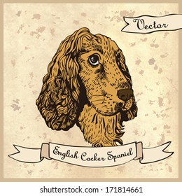 Vector Hand drawing Cocker Spaniel. Illustration for greeting cards, invitations, and other printing and web projects.