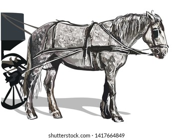 Vector hand drawing colorful Illustration horse standing in profile. Monochrome vector sketch hand drawing  illustration isolated on white background.
