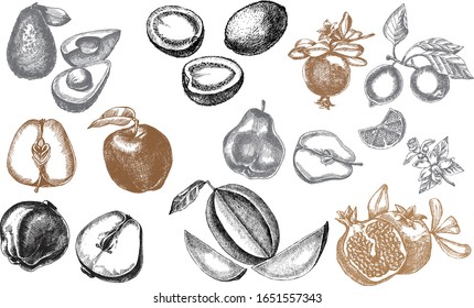 Vector hand drawing fruits set illustration.