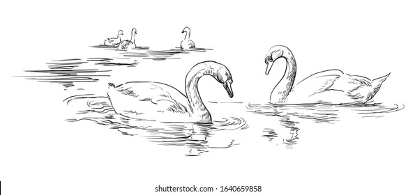 Vector hand drawing group of swans swimming in water. Monochrome realistic swans in black color isolated on white background. Vector retro illustration of swans. Image for design, cards. 