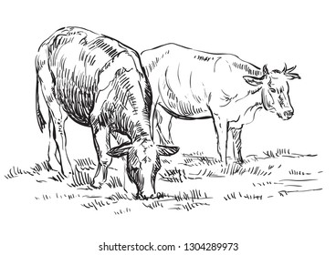 Vector hand drawing Illustration cows on pasture standing in profile. Monochrome vector hand drawing sketch illustration in black color isolated on white background.