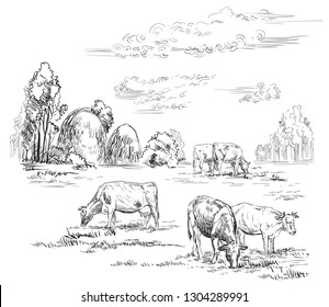 Vector hand drawing Illustration cows on pasture standing in profile. Rustic landscape. Monochrome vector hand drawing sketch illustration in black color isolated on white background.