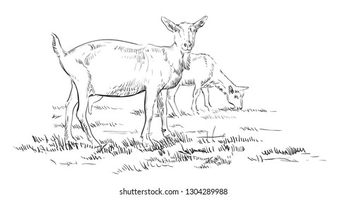 Vector hand drawing Illustration goats on pasture standing in profile. Monochrome vector hand drawing sketch illustration in black color isolated on white background.