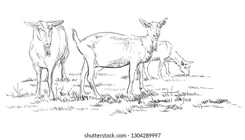 Vector hand drawing Illustration goats on pasture standing in profile. Monochrome vector hand drawing sketch illustration in black color isolated on white background.