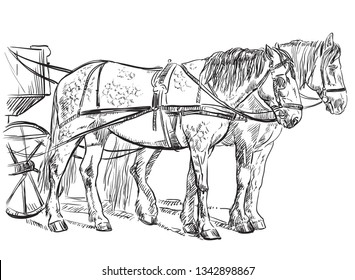 Vector hand drawing Illustration horse standing in profile. Monochrome vector hand drawing sketch illustration in black color isolated on white background.
