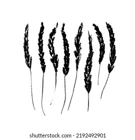 Vector hand drawing lavender collection. Hand drawn black charcoal flowers. Botanical rustic illustration. Set of black lavenders on stems. Vintage retro sketch elements isolated on white background.
