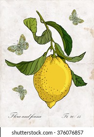 Vector hand drawing lemon branch with a butterfly. Botanical Illustration. Illustration for greeting cards, invitations, and other printing projects.