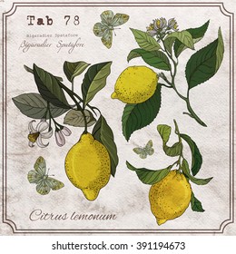 Vector Hand Drawing Lemon Branches With Flowers And Butterfly. Botanical Illustration. Illustration For Greeting Cards, Invitations, And Other Printing Projects.