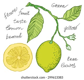 Vector hand drawing - lemon on branch, leaves and flowers of lemon, sliced fruit