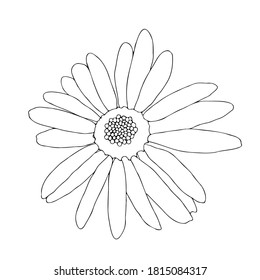 Vektorgrafik, Lineare Kunst, einzeln auf weißem Hintergrund, Kamillenblume