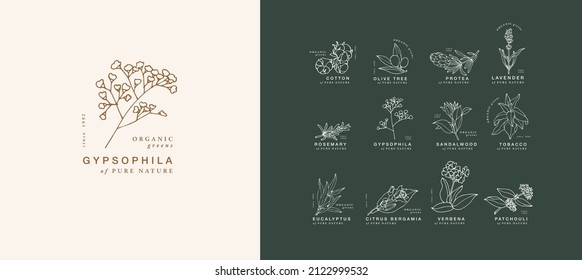 Vector hand drawing linear set of botanical icons and emblems. Design logos with typography for essential oils. Natural cosmetic products