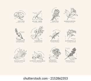 Vector hand drawing linear set of botanical icons and emblems. Design logos with typography for essential oils. Natural cosmetic products