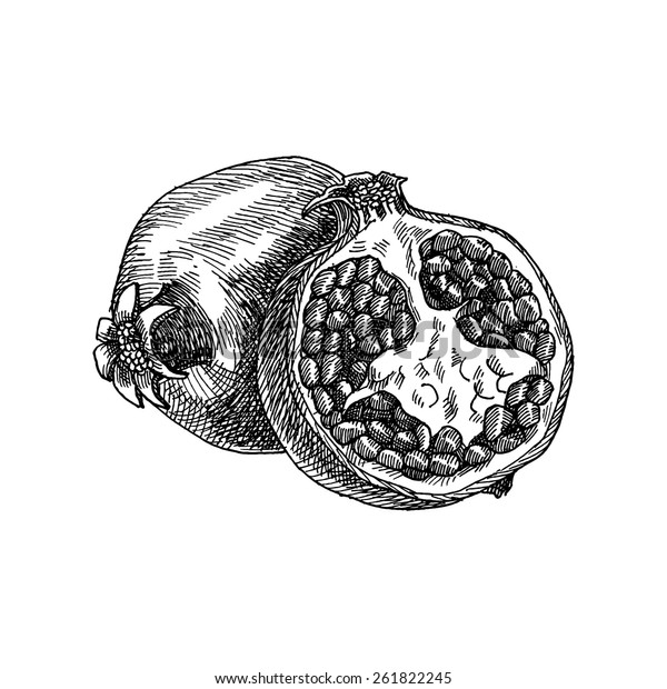Гранат в разрезе рисунок карандашом