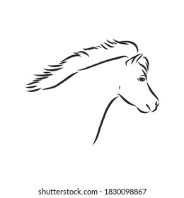 Vector hand drawing pony isolated on white background, pony horse, vector sketch illustration