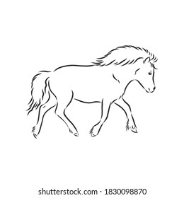 Vector hand drawing pony isolated on white background, pony horse, vector sketch illustration