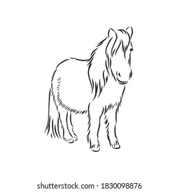 Vector hand drawing pony isolated on white background, pony horse, vector sketch illustration