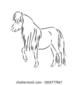 Vector hand drawing pony isolated on white background, pony horse, vector sketch illustration