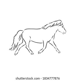 Vector hand drawing pony isolated on white background, pony horse, vector sketch illustration