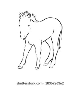 Vector hand drawing pony isolated on white background, pony horse, vector sketch illustration