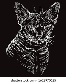 Vector hand drawing portrait of angry sphinx cat in white color isolated on black background. Monochrome realistic portrait of cat. Vector illustration of naked cat.Image for design, cards. 