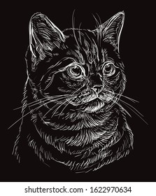 Vector hand drawing portrait of British cat in white color isolated on black background. Monochrome realistic portrait of cat.Vector illustration of fluffy cat. Image for design, cards. 