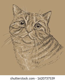 Vector hand drawing portrait of cat in black and white colors.Monochrome realistic retro portrait of cat.Vector vintage illustration isolated on beige background.Image good for design,cards and tattoo